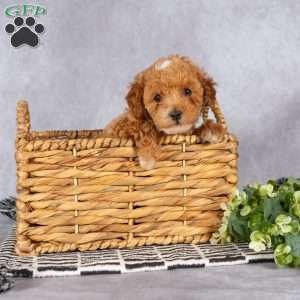 Frisky, Toy Poodle Puppy